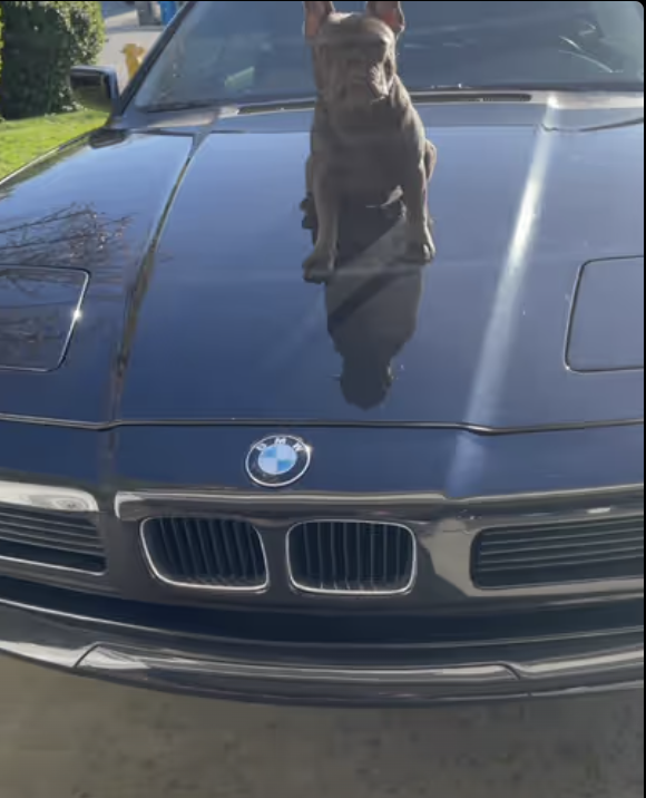 Frenchie Barbie Girl is ready for some serious Drifting !!!